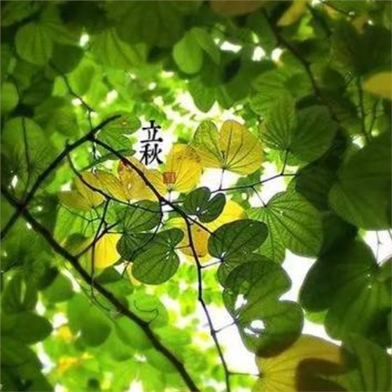 冰袋 冰袋
