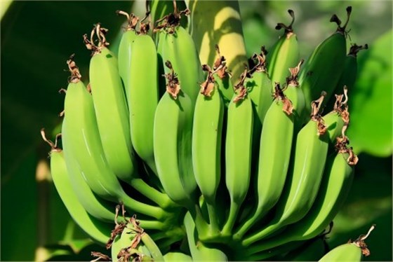 青香蕉 青香蕉